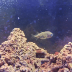 Porcupine Puffer