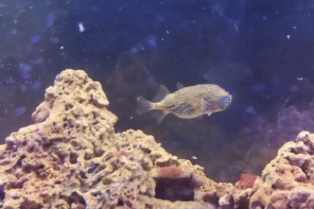 Porcupine Puffer