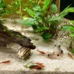 corydoras panda en vuurgarnalend