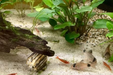 corydoras panda en vuurgarnalend