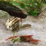 otocinclus vittatus en vuurgarnalen 1