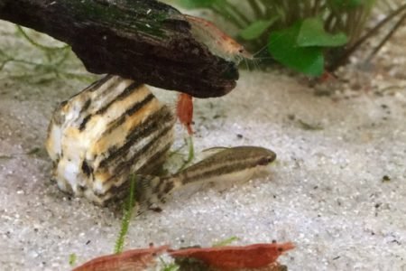 otocinclus vittatus en vuurgarnalen 1
