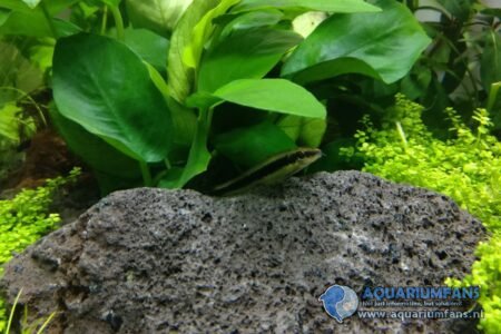 Crossocheilus oblongus