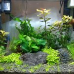 Het begin na 4 weken