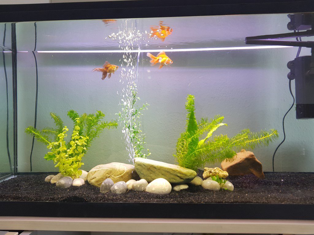 mijn 2 sluiers Max en Willy (oranje)