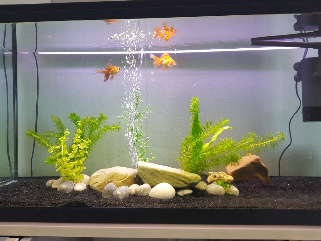 mijn 2 sluiers Max en Willy (oranje)