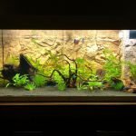 Je ziet vissen, planten, hout etc.