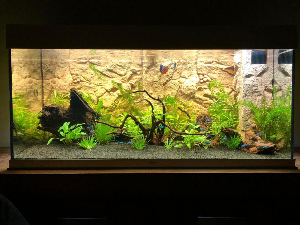 Je ziet vissen, planten, hout etc.