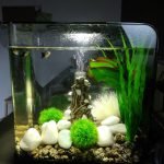 Dit is mijn klein bakje waar ik mijn mannetjes in houd. 