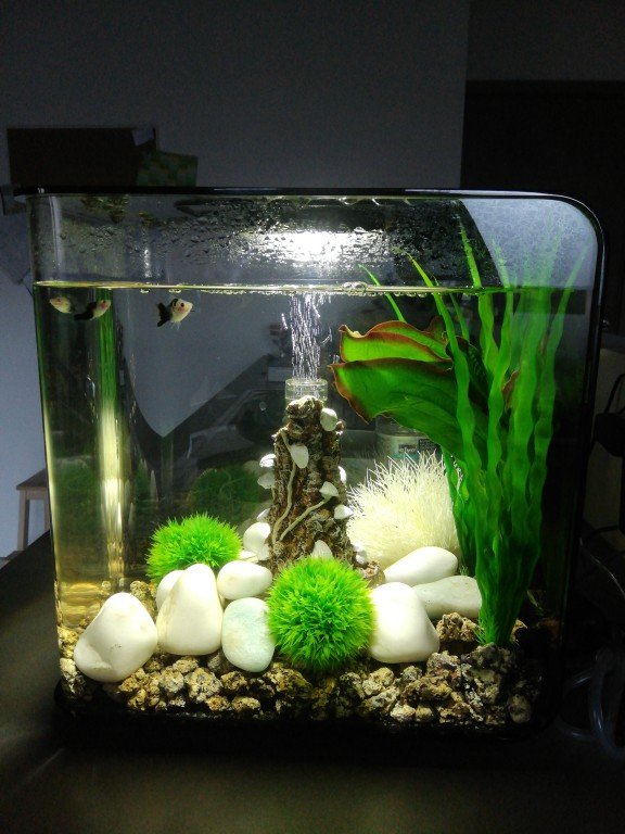 Dit is mijn klein bakje waar ik mijn mannetjes in houd. 