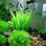 Zoals je ziet zijn de baby's van alle grote. Wanneer ze groot genoeg zijn gaan zijn naar de mama van mijn vriend. Ze heeft ook een biorb. 