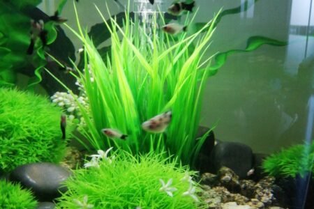 Zoals je ziet zijn de baby's van alle grote. Wanneer ze groot genoeg zijn gaan zijn naar de mama van mijn vriend. Ze heeft ook een biorb. 