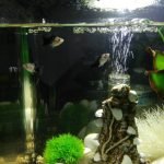 Het zijn twee jonge mannetjes en 1 volwassen