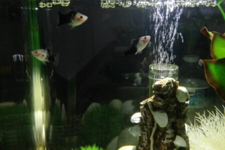 Het zijn twee jonge mannetjes en 1 volwassen