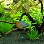 Met kardinaaltetra’s