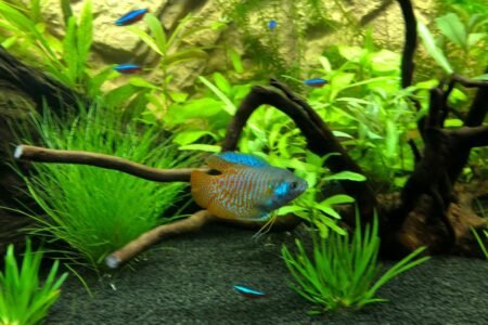 Met kardinaaltetra’s