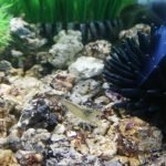 Dit is Josefien. Net als in mijn klein bakje heb ik ook hier een garnaal die me helpt mijn aquarium schoon te houden. 