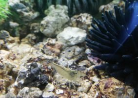 Dit is Josefien. Net als in mijn klein bakje heb ik ook hier een garnaal die me helpt mijn aquarium schoon te houden. 