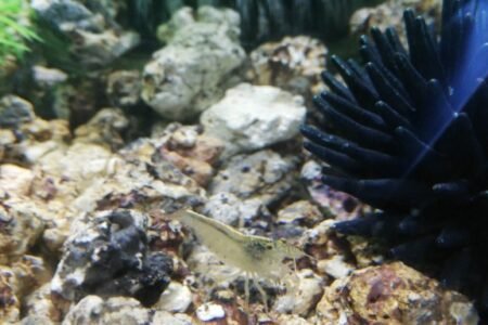 Dit is Josefien. Net als in mijn klein bakje heb ik ook hier een garnaal die me helpt mijn aquarium schoon te houden. 