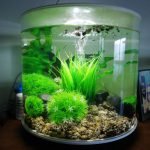 In deze aquarium zitten mijn dames en baby panda platies. 