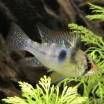 Ramirezi nog erg klein