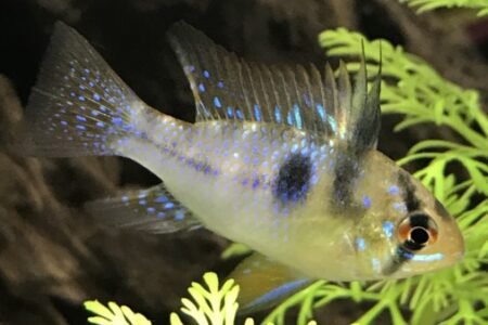 Ramirezi nog erg klein