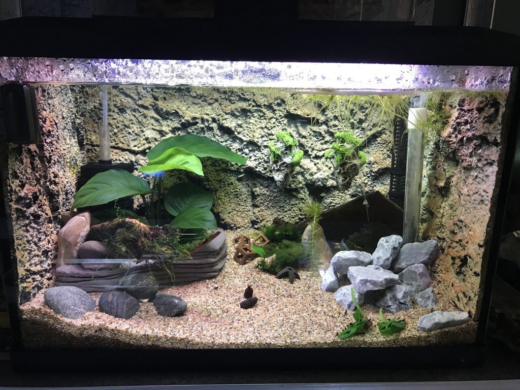 Opstartende garnalenbak met Blue dreams.