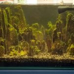 Na 6 weken afgevuld, belichting 8 uur per dag