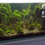 Resultaat na 2 maanden, nog een maand dan is ie volgroeid en klaar voor de IAPLC, AGA en EAPLC