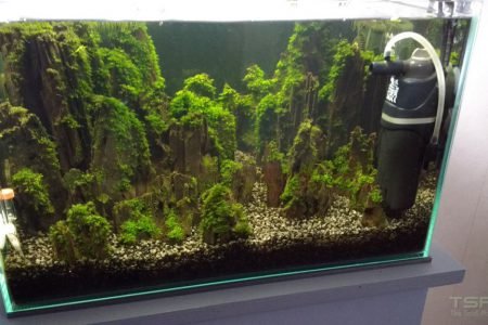 Resultaat na 2 maanden, nog een maand dan is ie volgroeid en klaar voor de IAPLC, AGA en EAPLC