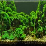 Deze aquascape is opgebouwd met driftwood en bekleed met mossen.
Eindresultaat