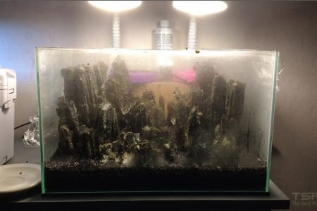 De met mos ingesmeerde scape is nu bedekt met transparante folie en word belicht met 2 bureaulampjes. 