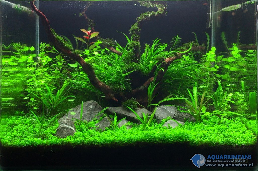 Dit is een aquascape in een 50l bakje