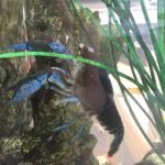 Meet Alfie, onze kreeft!