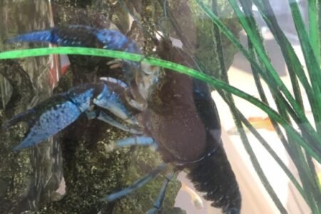 Meet Alfie, onze kreeft!