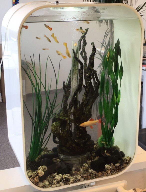 Hier zie je het aanzicht van het volledige Biorb Life aquarium.