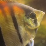 Prachtige beesten met interessante gedragingen.