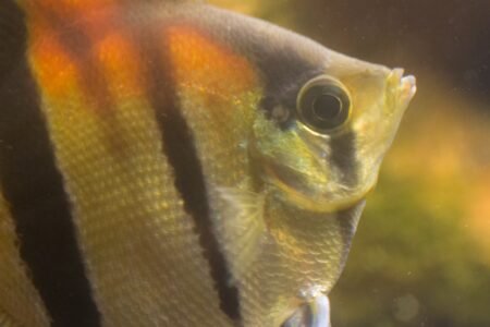 Prachtige beesten met interessante gedragingen.