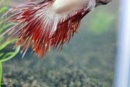 Schitterende vissen die betta's. Zelf hadden we liever een andere, maar onze zoon vond deze mooi.