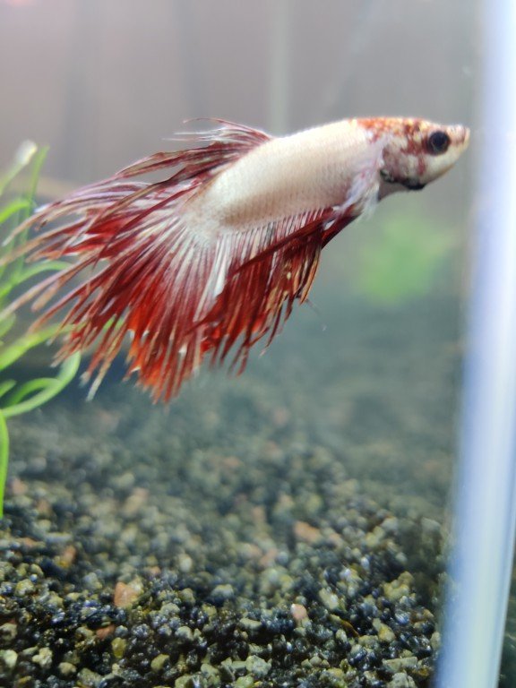 Schitterende vissen die betta's. Zelf hadden we liever een andere, maar onze zoon vond deze mooi.