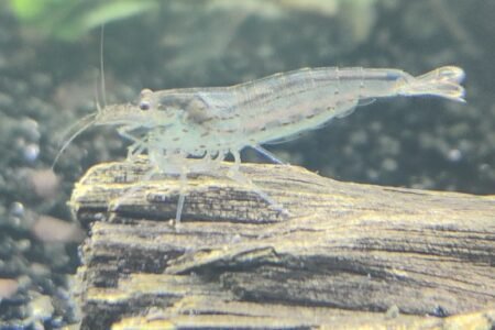 Deze vind ik zelf erg leuk om in de bak te doen. Het zijn er 6