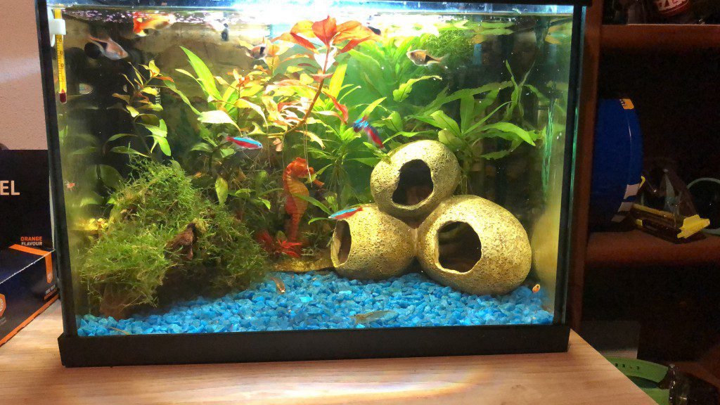 Veel beplanting en leuke vissen