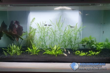 Beginnend aquarium