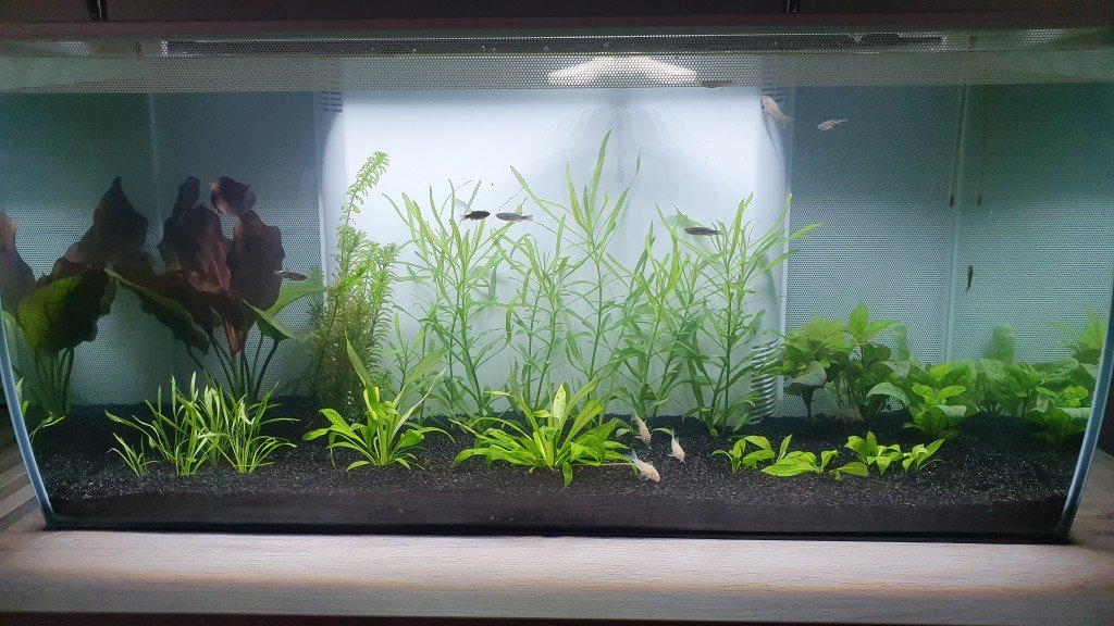 Beginnend aquarium