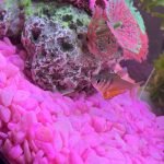 Wat zijn foto's maken van vissen lastig!! :p