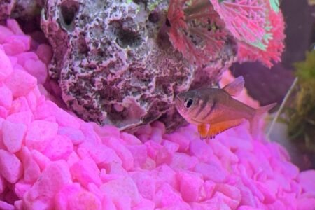 Wat zijn foto's maken van vissen lastig!! :p