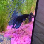 Mooie vis in het blauw!