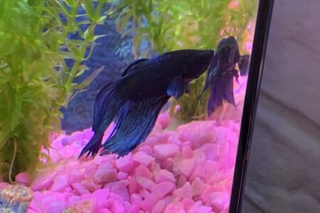 Mooie vis in het blauw!