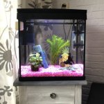 Toen ik mijn black moor nog had was mijn aquarium zo gevuld