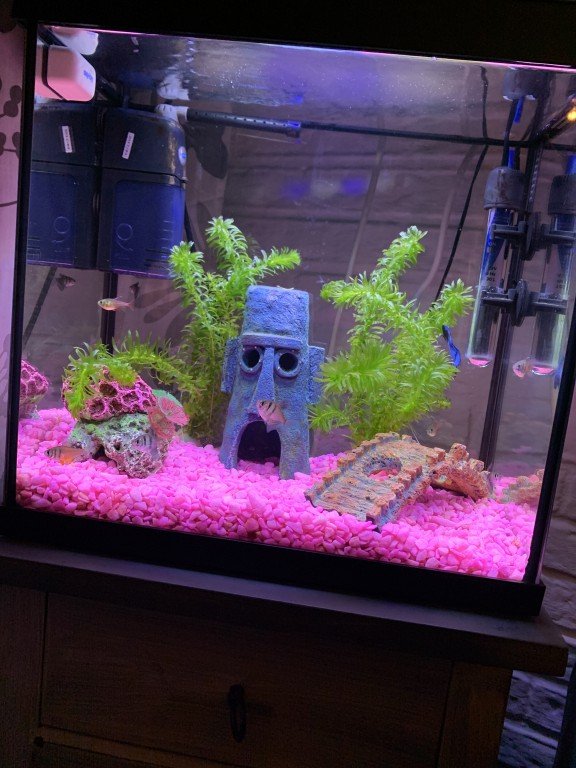 Huisjes en de visjes